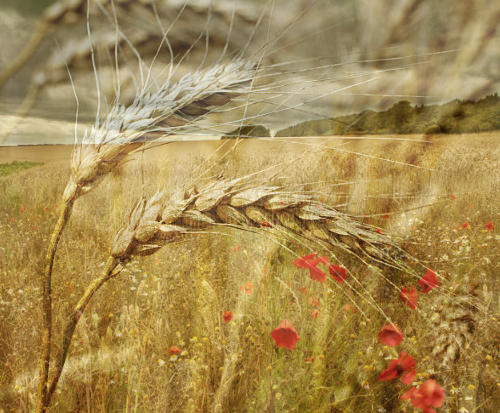 Wheat among a sea of tares